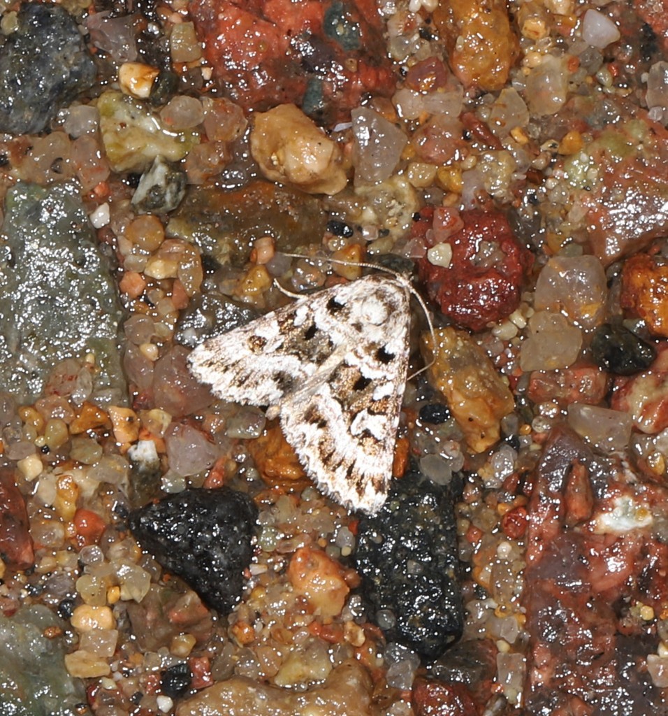 Chaograptis rhaptina