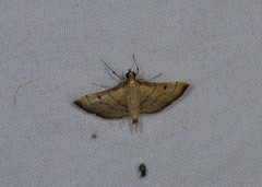 Cnaphalocrocis bilinealis