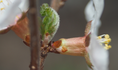 Prunus tomentosa