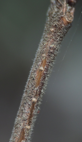 Prunus tomentosa