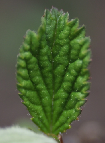 Prunus tomentosa