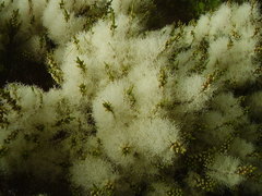 Melaleuca alternifolia