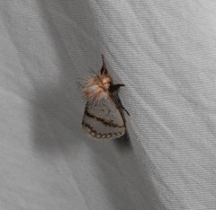 Epicoma derbyana