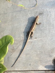 Eutropis longicaudata