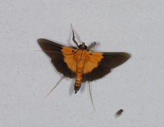 Filodes fulvibasalis