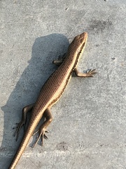 Eutropis longicaudata