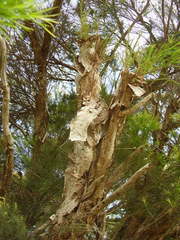 Melaleuca alternifolia