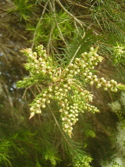 Melaleuca alternifolia