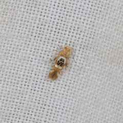 Hieromantis ephodophora