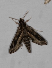 Hippotion velox