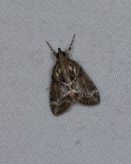 Otiophora clavifera