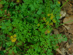 Tauschia