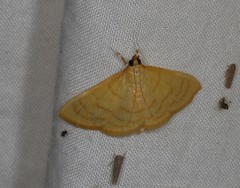 Paratalanta aureolalis