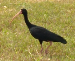 Phimosus infuscatus