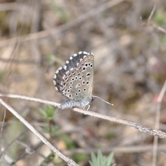Pseudophilotes abencerragus
