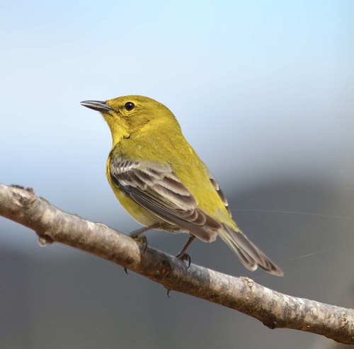Pine Warbler, photo 7 of 10