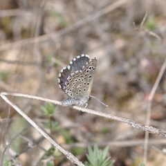 Pseudophilotes abencerragus