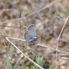Pseudophilotes abencerragus
