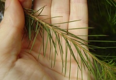 Melaleuca alternifolia