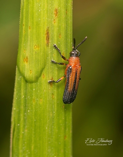 Chalepus bellulus · iNaturalist