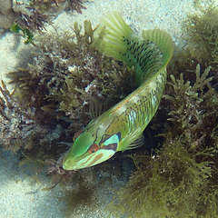 Novaculoides macrolepidotus