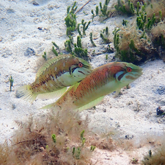 Novaculoides macrolepidotus