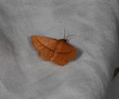Striglina