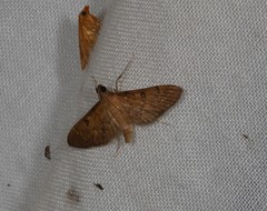 Tatobotys janapalis