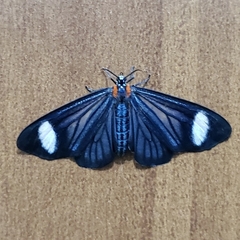 Lepidoptera