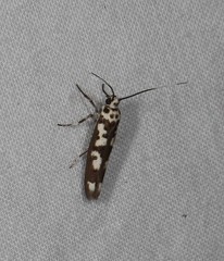 Teinoptila interruptella
