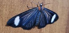 Lepidoptera