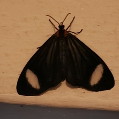 Lepidoptera
