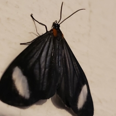 Lepidoptera