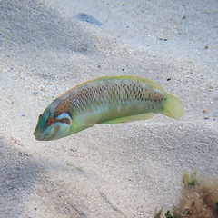 Novaculoides macrolepidotus