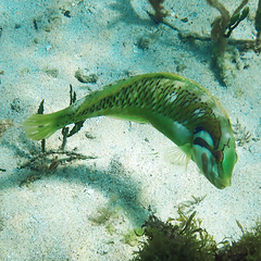 Novaculoides macrolepidotus