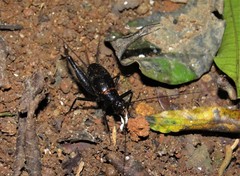 Melanotes ornata