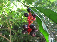 Angiospermae