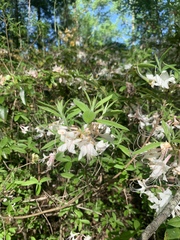 Rhododendron flammeum