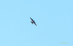 Progne cryptoleuca