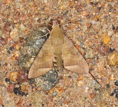 Nephele hespera