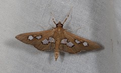 Omiodes odontosticta