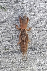 Neocurtilla