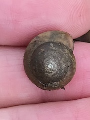 Ventridens intertextus