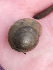 Ventridens intertextus