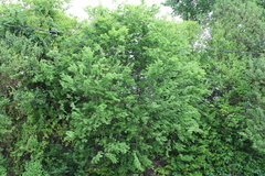 Celtis laevigata
