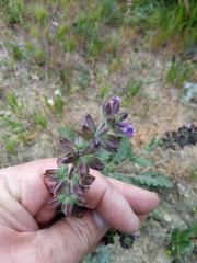 Salvia verbenaca