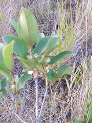 Psidium guineense