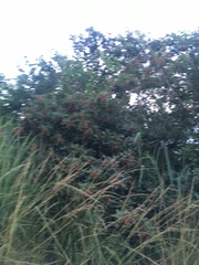 Schinus terebinthifolia