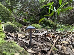Entoloma moongum