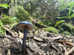 Entoloma moongum